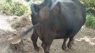 Indian Buffalo \\ Buffalo pooping \\ pooping video