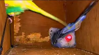Budges Birds 🐦 Fast Egg 🥚 Ley Time Very Hard stronger birds. Haydar Nawyaj. 