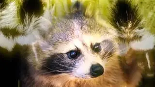 Residential Skunk Removal | Westerville, OH &ndash; The Wildlife Control Company Inc.