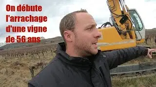 On débute l'arrachage d'une vigne de 56 ans