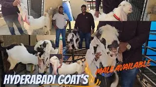 Hyderabadi Breedline Goats Top Quality Male Available in hyderabad Idpl dilchoshnagar 
