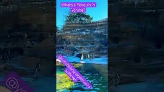 How to say #penguin in #yoruba - ẹyẹ peng&uacute;ini #yorubalanguage #learnyoruba #woodlandpark #zoo