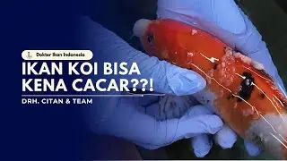 PERIKSA IKAN KOI KENA CACAR??! | DOKTER IKAN INDONESIA