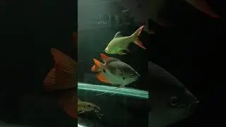 Red Tail Giant Gourami in monster community fish tank.