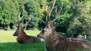 cerf sauvage ramure for&ecirc;t des arbres animal
