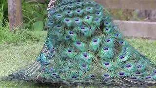 Peacock Beauty Close