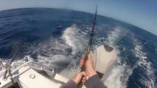 Barrel Southern Bluefin Tuna hookup