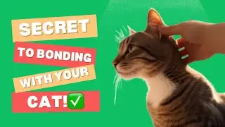 How to Get Your Cat to Trust You (Ultimate Bonding Guide!)