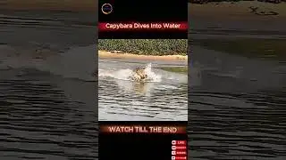 When a Cheetah Chases a Capybara&mdash;Will This End in Survival or Tragedy?