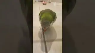 #smart #birds #smartbirds #loveparrots 🦜🦜🦜
