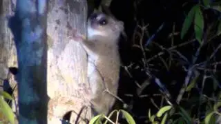 Gray Mouse Lemur