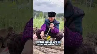 Primitive Fungus Cultivation Secrets #shorts #shortsfeed #farmingshorts #facts #jstory
