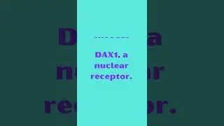 NR0B1 Nuclear Receptor Subfamily 0 Group B Member 1