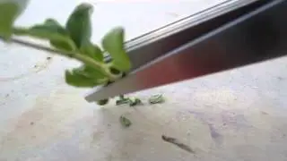 Kitchen Herb Shears (5 Blades) and Kitchen Scissors Set