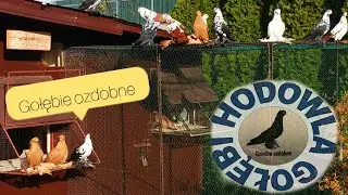 Moje początki hodowli. Jak zacząć?