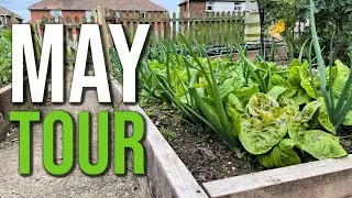 May Allotment Garden Tour