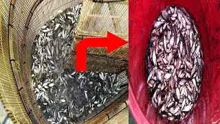 Amazing Smart Boy Catching Fish By Bamboo Jar ! South Asian Fishing By Bamboo jar