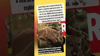#Colorado #Hiking #MountainLion #WildlifeSafety #OutdoorNews #ABCNews #TrailSafety #NatureAler