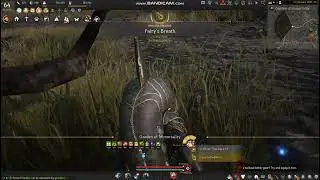 5 Min Rotation Caphras Tree// BDO