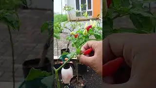 petik cabe dihalaman rumah #viral #gardening #farming