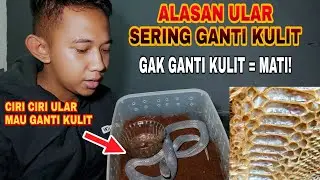 ALASAN KENAPA ULAR SERING GANTI KULIT | ULAR AUTO JADI GAMPANG EMOSI