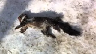 [MyVideo]Ебать,белка.