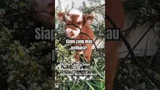 Fluffy Cows Sapi Menggemaskan #feedshorts