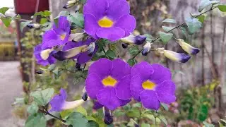MY WINTER TERRACE GARDEN TOUR 🫐🍍🍎🍓🍇