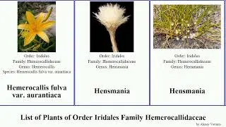 List of Plants of Order Iridales Family Hemerocallidaceae dianella hemerocallis daylily caesia var