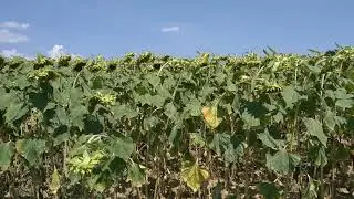 20200719 Italy Pozzolo Formigaro в магазин на выходном