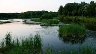 Backyard Adventures: Exploring Chicago&rsquo;s Forest Preserve Ecosystems