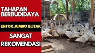 Step by step pembesaran ENTOK JUMBO‼️