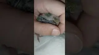 🐣2 Week Old Cockatiel Baby, Crop Digestion And Contractions & 6 Week Old Playful Albino Cockatiel🐣