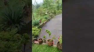 Tea Garden | South Sikkim | Cherry Resort #sikkimtourism #incredibleindia #teagardens