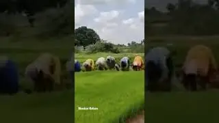 Women are planting paddy and singing songs #agriculture #farming #shorts