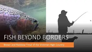 Summer Alpine Trout of Victoria, Australia