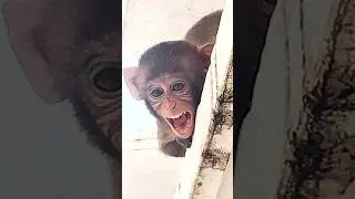 Monkey yawning moment🥱