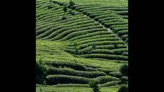 The Healing Power of Tea: Ancient Traditions, Modern Benefits & Mindful Rituals