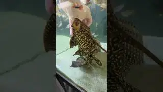 Underwater puppy