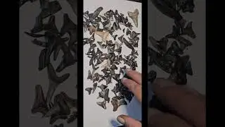 Shark Tooth Hunt'n 4 da Free Keiki Shark Tooth Dig Sandbox. Every Saturday in #Kalapana #Hawaii