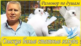 Разговор по душам. Голуби Омские статные. Жогликов Александр Иванович. ГОЛУБИ РОССИИ.