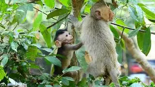 WHY DO LIKE THIS BABY MONKEY BRISCO ON MAMA.? WHAT HAPPENED.?