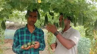 vachan seeds limited bitter gourd 208 ,best performance best result #northbengal