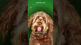 Top 10 Rare Dog Breeds || #dogs #raredogs #shorts #youtubeshorts  #viral