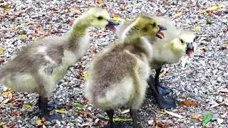 Baby Canada Geese Honk / Fighting / Sounds