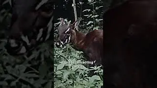 saola an unknown fact about this endangered animal #trending #saola #facts #animalfacts