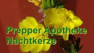 Prepper Apotheke Nachtkerze