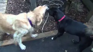 It's PLAYTIME at Old Friends Senior Dog Sanctuary!!