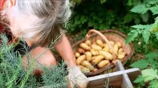 40 Belles r&eacute;coltes dans mon petit potager urbain, tarte aux p&ecirc;ches et chocolat blanc