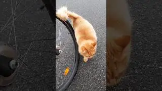 Преданный кот встречает меня #красивыйкот #cat #funnycats